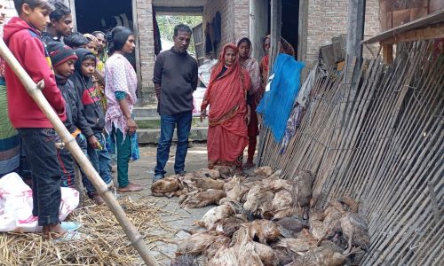 বড়াইগ্রামে ভুয়া পশু চিকিৎসকের ইনজেকশনে ৪ শতাধিক হাঁসের মৃত্যু!