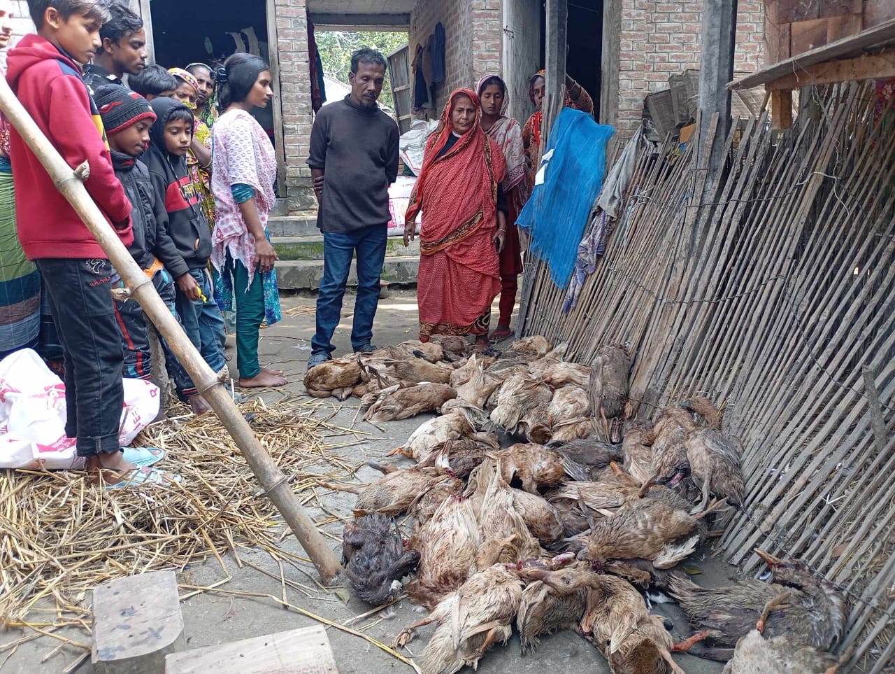 বড়াইগ্রামে ভুয়া পশু চিকিৎসকের ইনজেকশনে ৪ শতাধিক হাঁসের মৃত্যু!