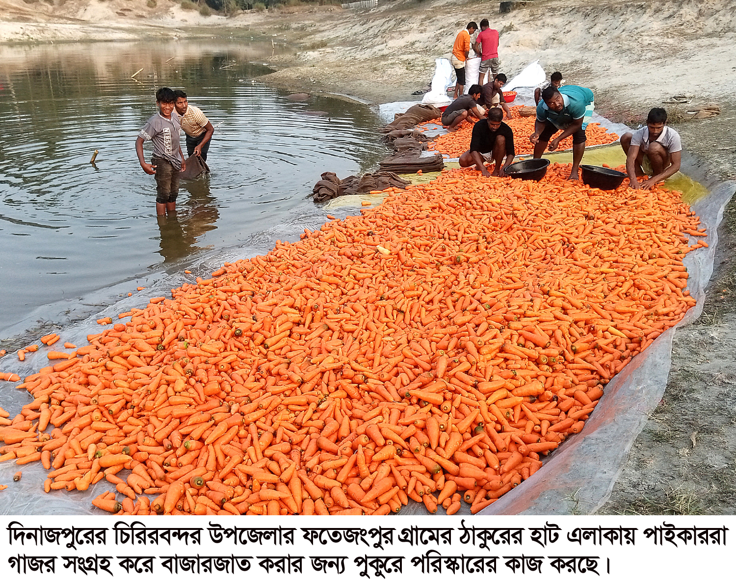 দিনাজপুরে গাজরের বাম্পার ফলন