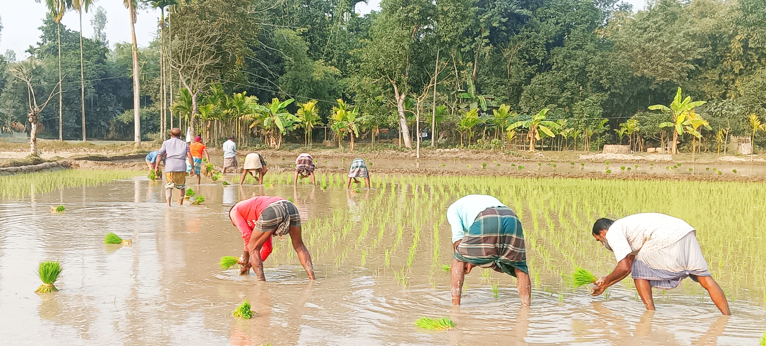 উলিপুরে শীত ও কুয়াশা অপেক্ষা করে বোরো চাষের উৎসব 