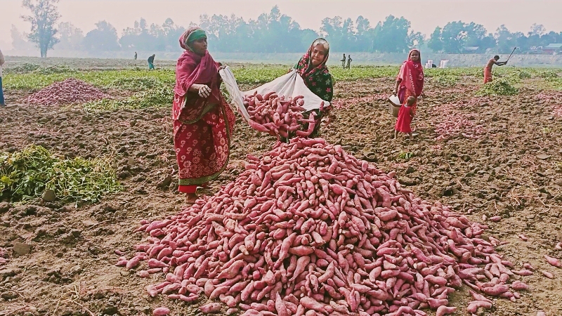 সরিষাবাড়ীতে মিষ্টি আলু বাম্পার ফলন