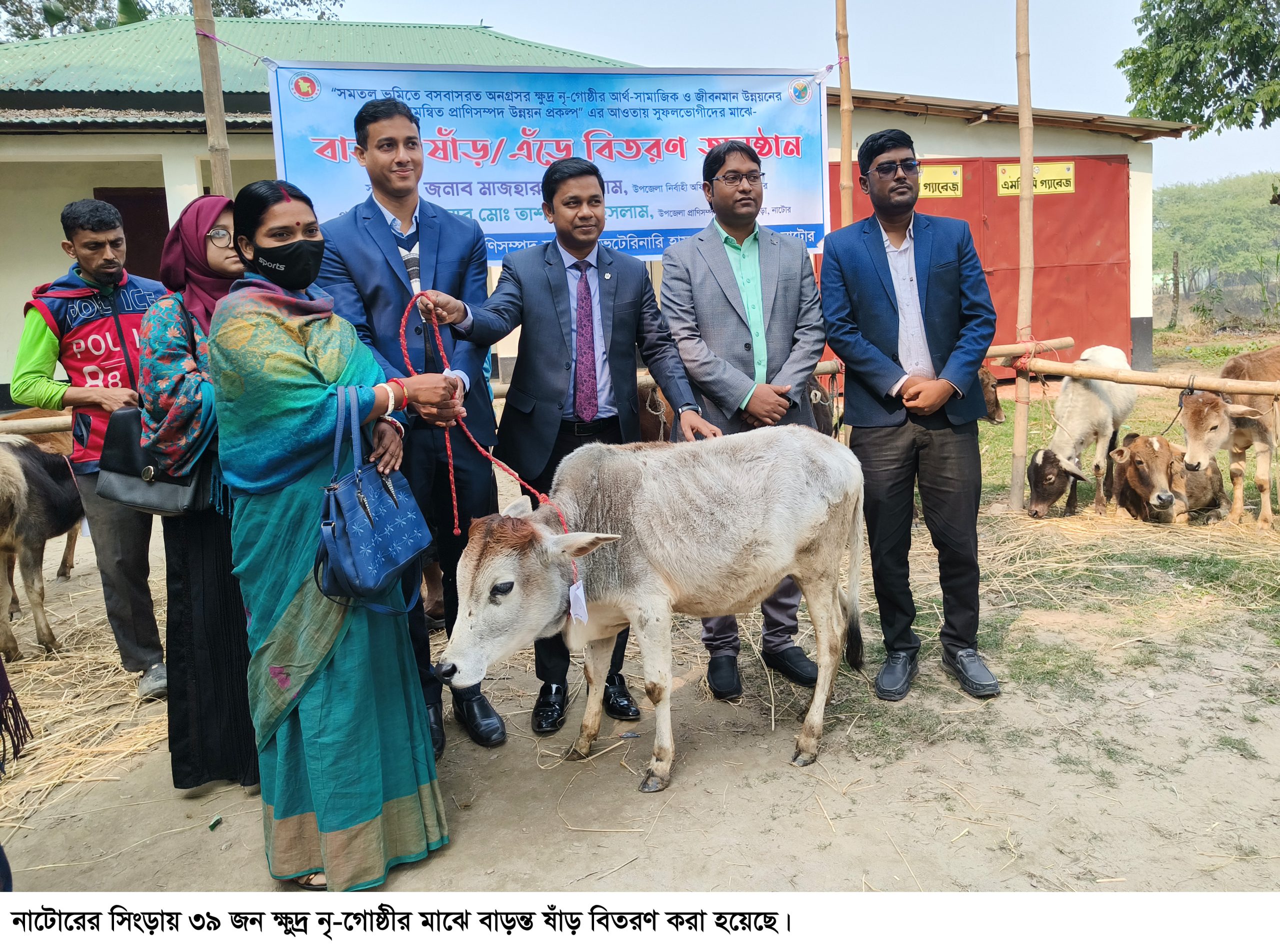 সিংড়ায় ক্ষুদ্র নৃ-গোষ্ঠী পরিবারের মাঝে বাড়ন্ত ষাঁড় বিতরণ