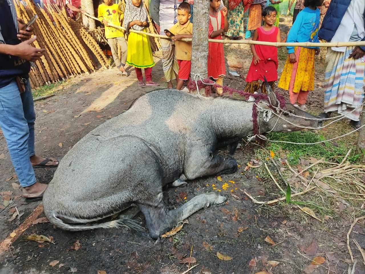 বাগাতিপাড়ায় গয়াল প্রজাতির নীলষাঁড় গরু উদ্ধার