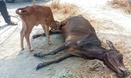 কোটালীপাড়ায় অবলা প্রাণীর সাথে শত্রুতা