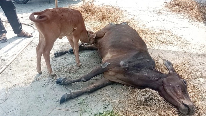 কোটালীপাড়ায় অবলা প্রাণীর সাথে শত্রুতা