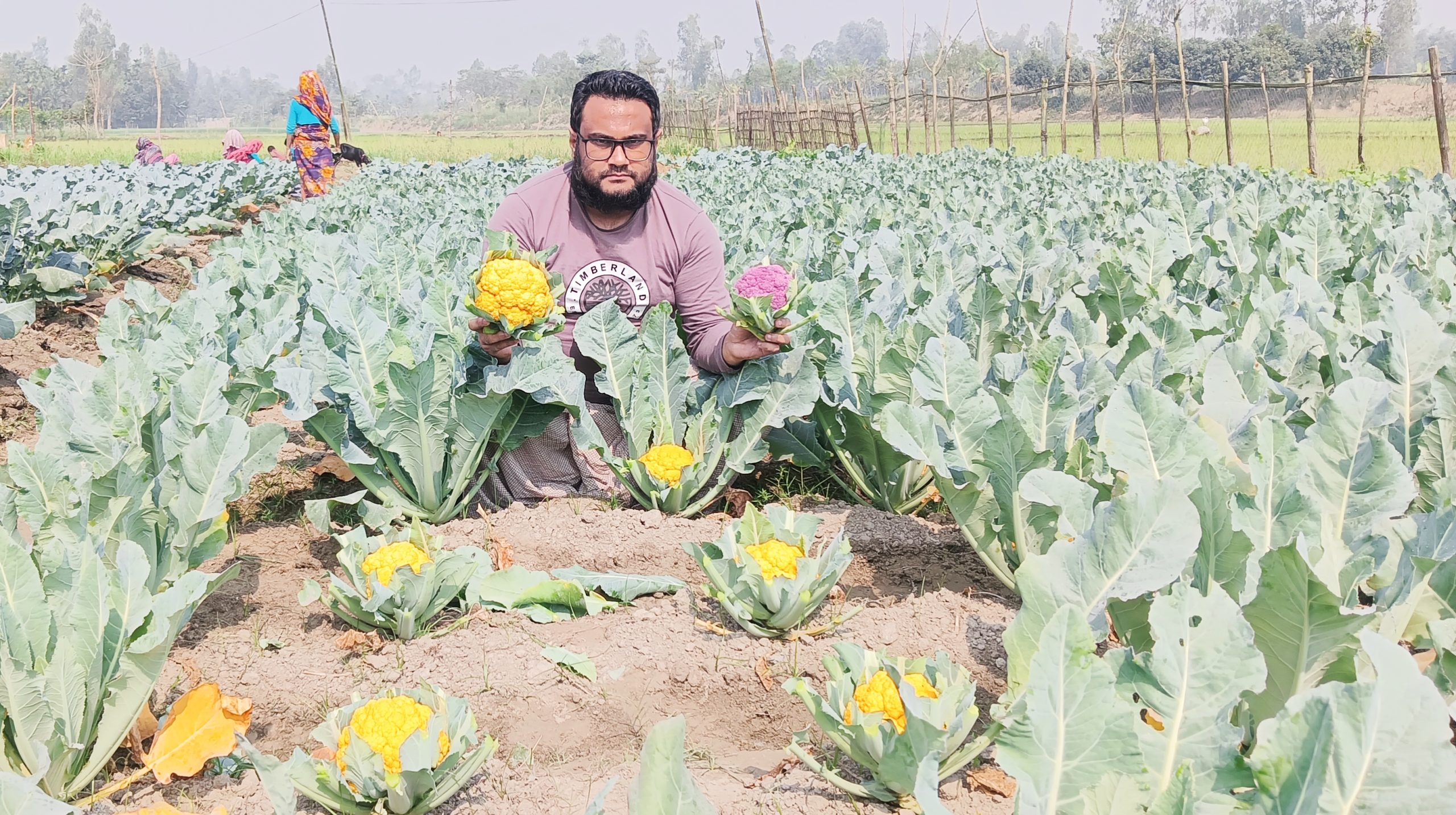 উলিপুরে বাণিজ্যিক ভাবে রঙিন কপির চাষ এলাকায় ব্যাপক সারা ফেলেছে