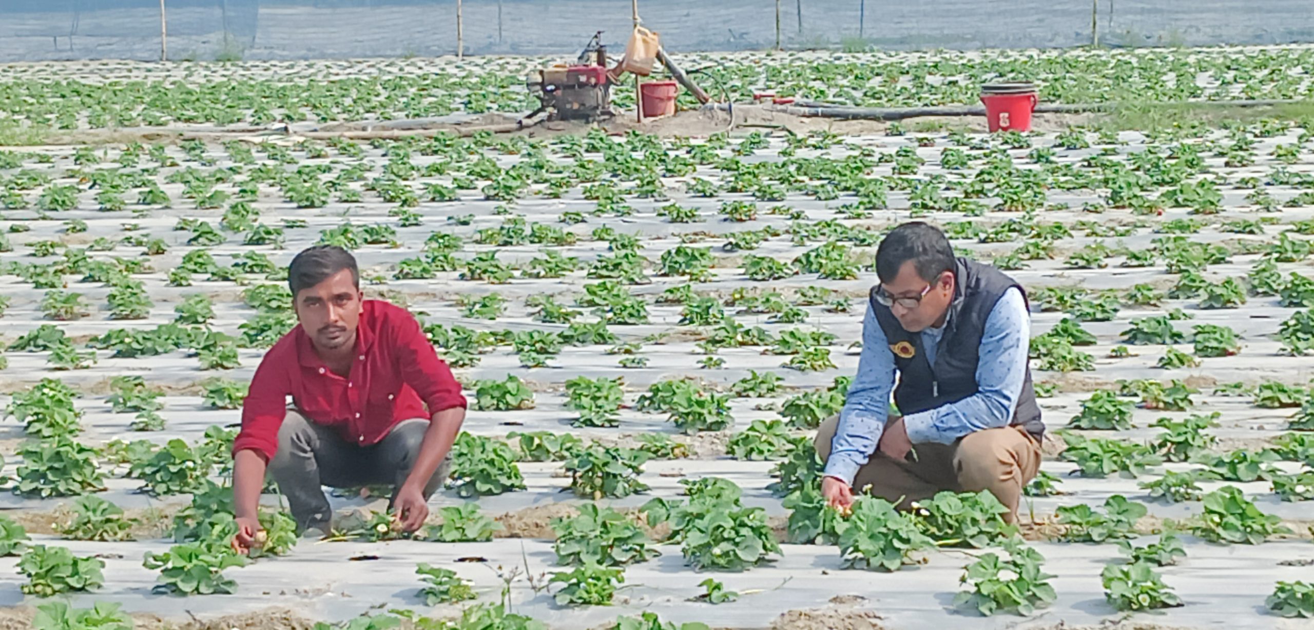 উলিপুরে তিস্তার চরাঞ্চলে বাণিজ্যিক ভাবে স্ট্রবেরির চাষ