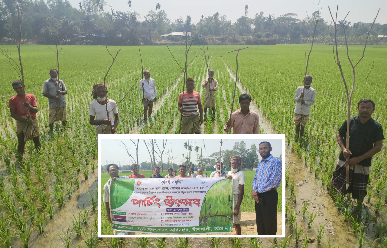 বাঁশখালীতে পোকা দমনে ধানের জমিতে পাচিং উৎসব