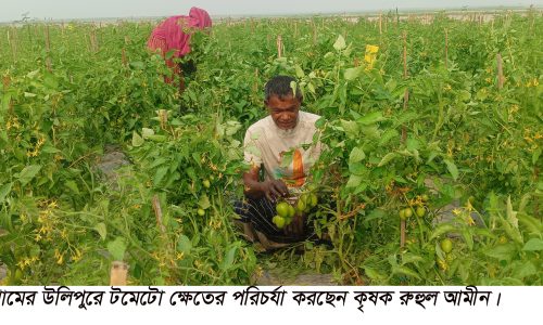 ভালো ফলন ও দামে খুশি কৃষকেরা, উলিপুরে টমেটো চাষে কয়েক গুন লাভ