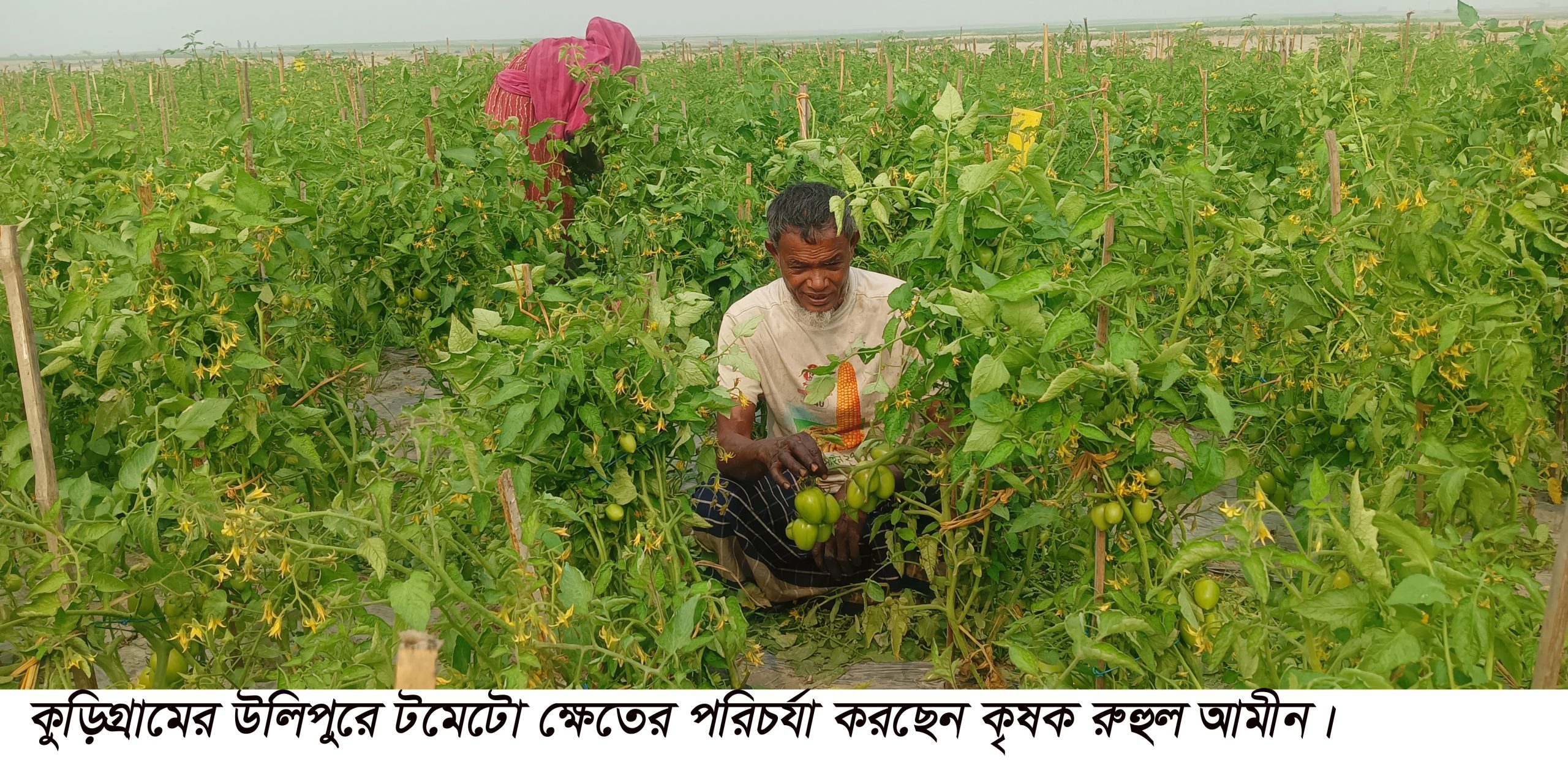 ভালো ফলন ও দামে খুশি কৃষকেরা, উলিপুরে টমেটো চাষে কয়েক গুন লাভ