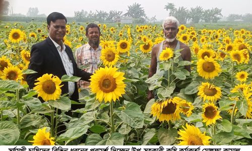 উলিপুরে ভোজ্যতেলের বিকল্প সূর্যমুখীর চাষ চরাঞ্চল জুড়ে ব্যাপক সারা ফেলেছে