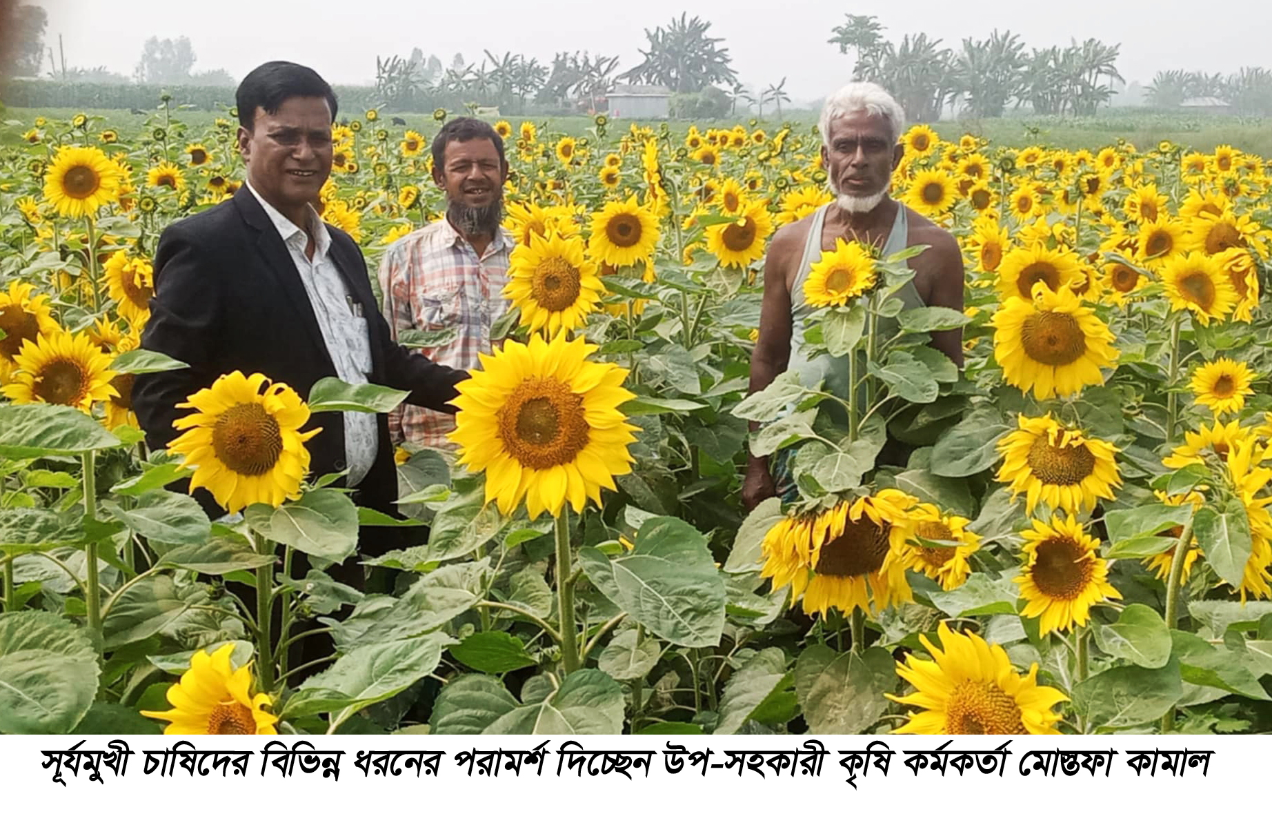 উলিপুরে ভোজ্যতেলের বিকল্প সূর্যমুখীর চাষ চরাঞ্চল জুড়ে ব্যাপক সারা ফেলেছে