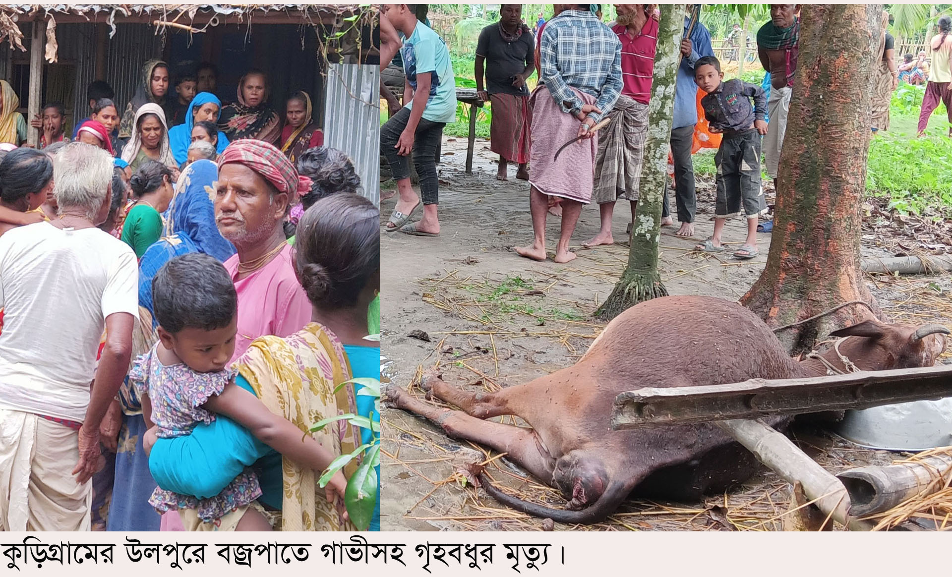 উলিপুরে বজ্রপাতে গাভীসহ গৃহবধুর মৃত্যু