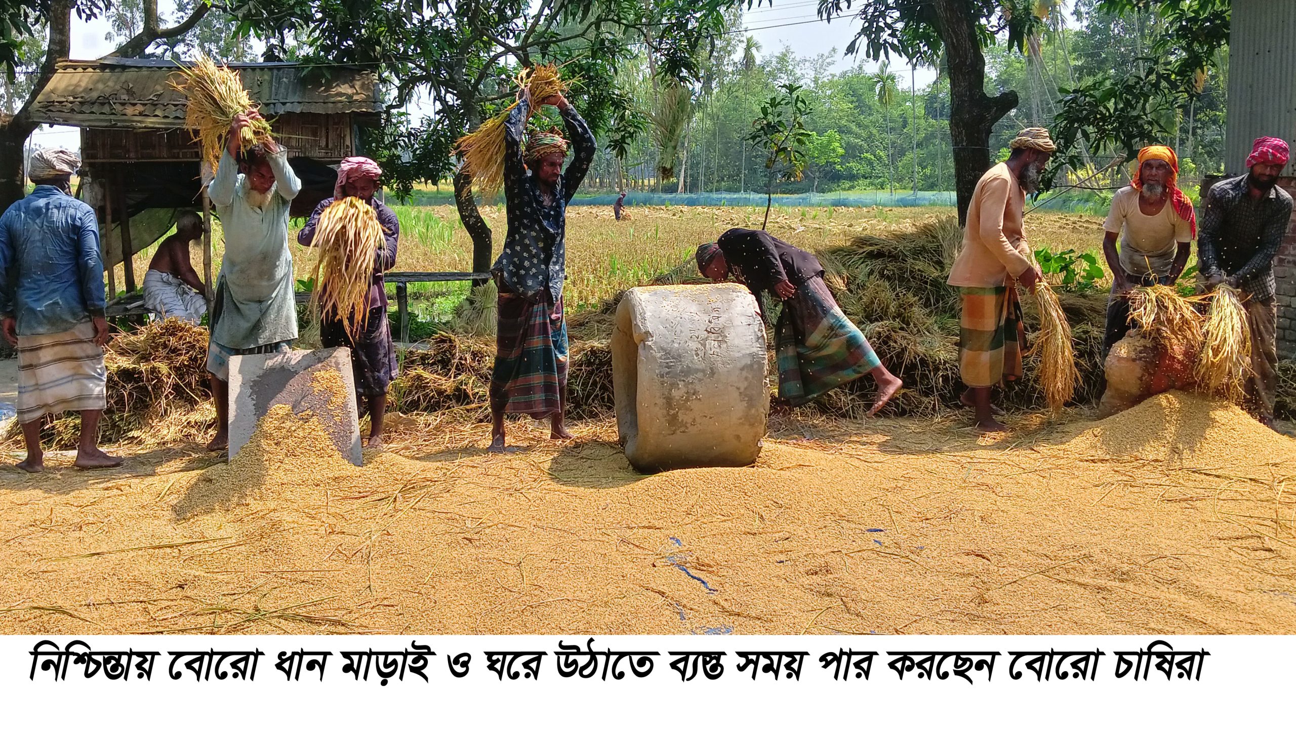 উলিপুরে বোরো ধান ঘরে উঠাতে ব্যস্ত সময় পার করছেন চাষিরা