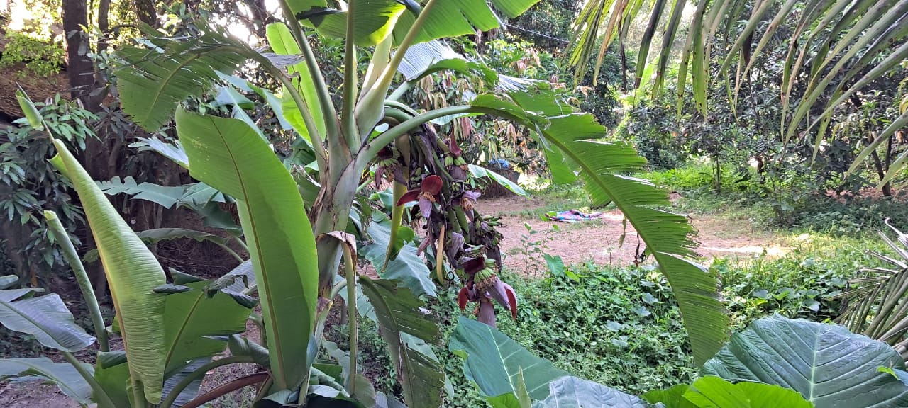 সিরাজদিখানে এক কলা গাছে ১৪ থোর, জনতার ভীড়