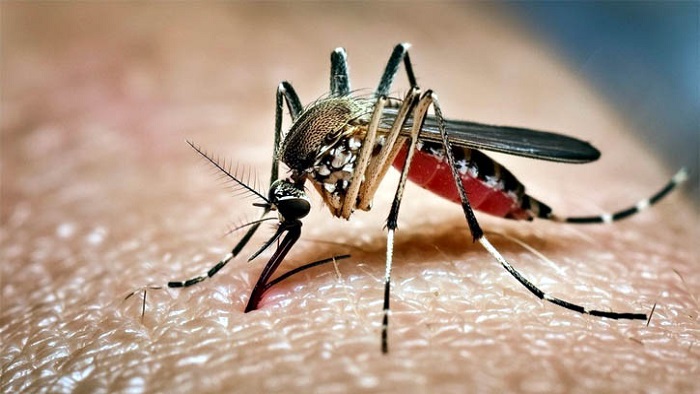 ডেঙ্গুতে আরও ৬ জনের মৃত্যু, হাসপাতালে ভর্তি ৭৮৮