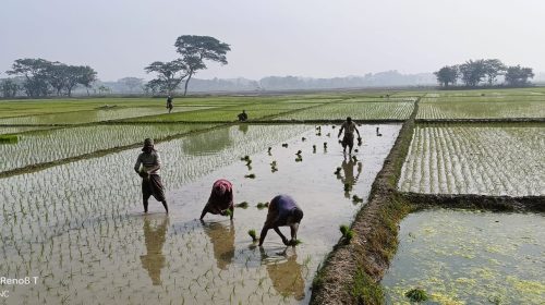 কেশবপুরে ইরি বোরো রোপণে ব্যস্ত কৃষকরা