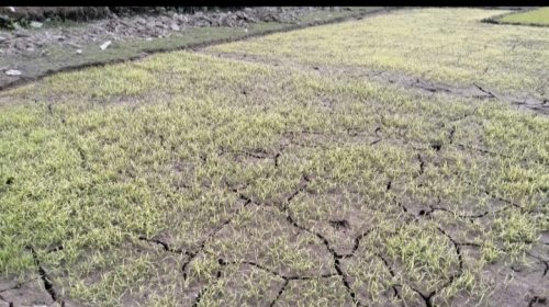 ভূরুঙ্গামারীতে ঘন কুয়াশা ও তীব্র শীতে নষ্ট হচ্ছে বীজতলা, দুশ্চিন্তায় কৃষক