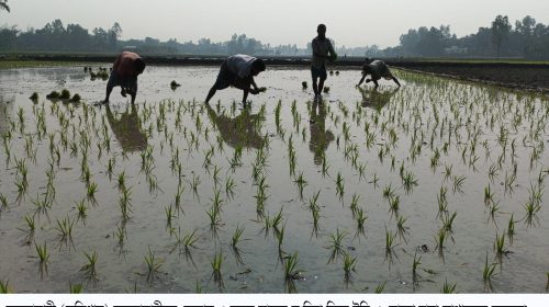 বোরো ধান চাষভূরুঙ্গামারীতে ইরি - শুরু