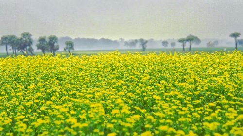 শেরপুরের ঝিনাইগাতীতে সরিষা ক্ষেত যেনো প্রকৃতির রং হলুদ সাজে সেজেছে