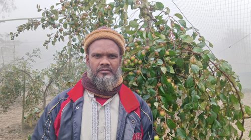 উলিপুরে অর্ধ শতাধিক বরই চারায় বাগান বাণিজ্যিক ভাবে বাজারজাত করার সম্ভাবনা