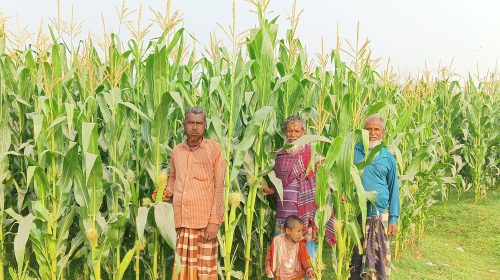 উলিপুরে তিস্তার চরাঞ্চল জুড়ে ভুট্টার চাষ, ভালো ফলনে দ্বিগুণ লাভের আশা
