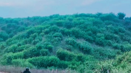 পাহাড়ের ঝাড়ু ফুল, কৃষকদের অর্থনৈতিক উন্নয়নে অপার সম্ভাবনা