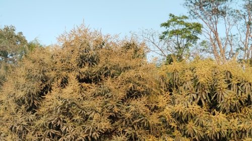 লালমোহনে আমের মুকুলের ঘ্রানে ভরে উঠেছে আমের বাগানগুলো