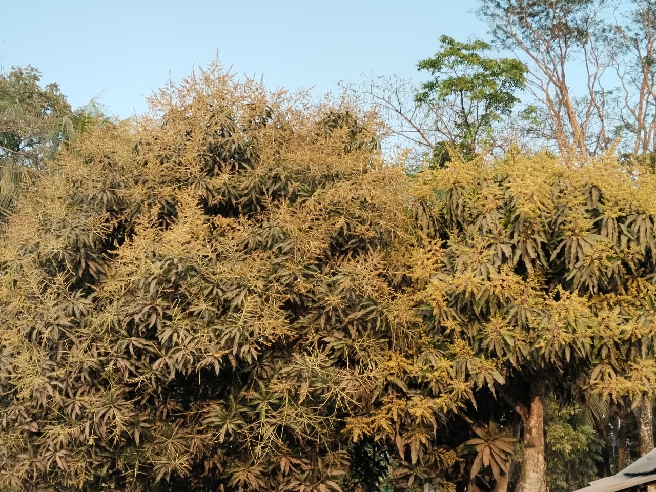 লালমোহনে আমের মুকুলের ঘ্রানে ভরে উঠেছে আমের বাগানগুলো