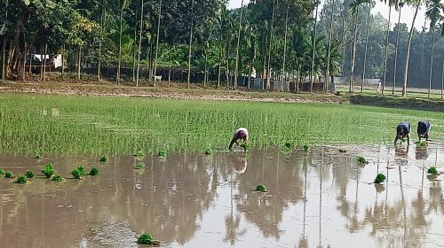 উলিপুরে পুরোদমে চলছে বোরো চাষ, সার সহ প্রয়োজনীয় সামগ্রীর দাম বৃদ্ধিতে চিন্তিত চাষিরা