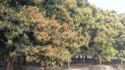 উলিপুরে মুকুলে ছেয়ে গেছে আম গাছ, দ্বিগুণ ফলনের সম্ভাবনা