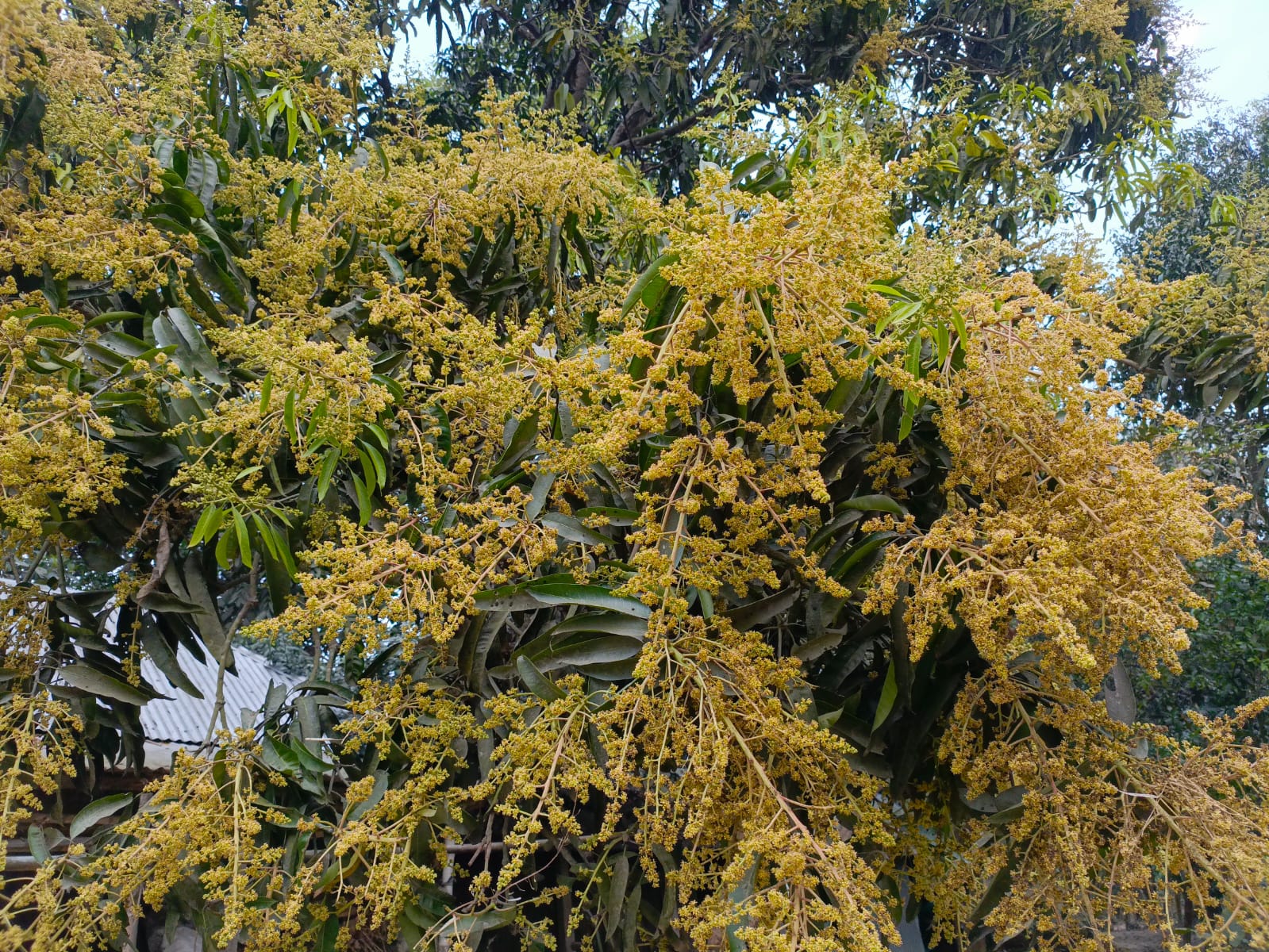 বসন্তের শুরুতেই কাজিপুরে আমের মুকুলে ছেয়ে গেছে গাছ