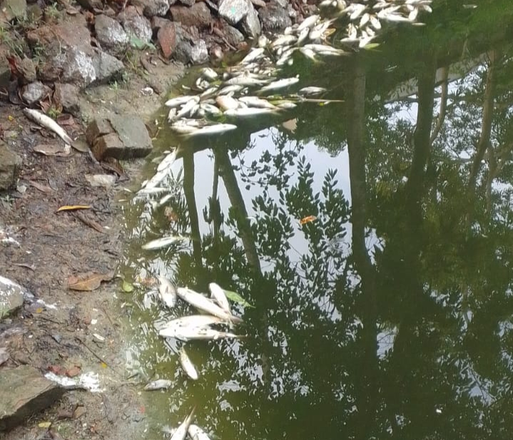 বিজয়নগরে পুকুরে বিষ দিয়ে মাছ নিধনের অভিযোগ