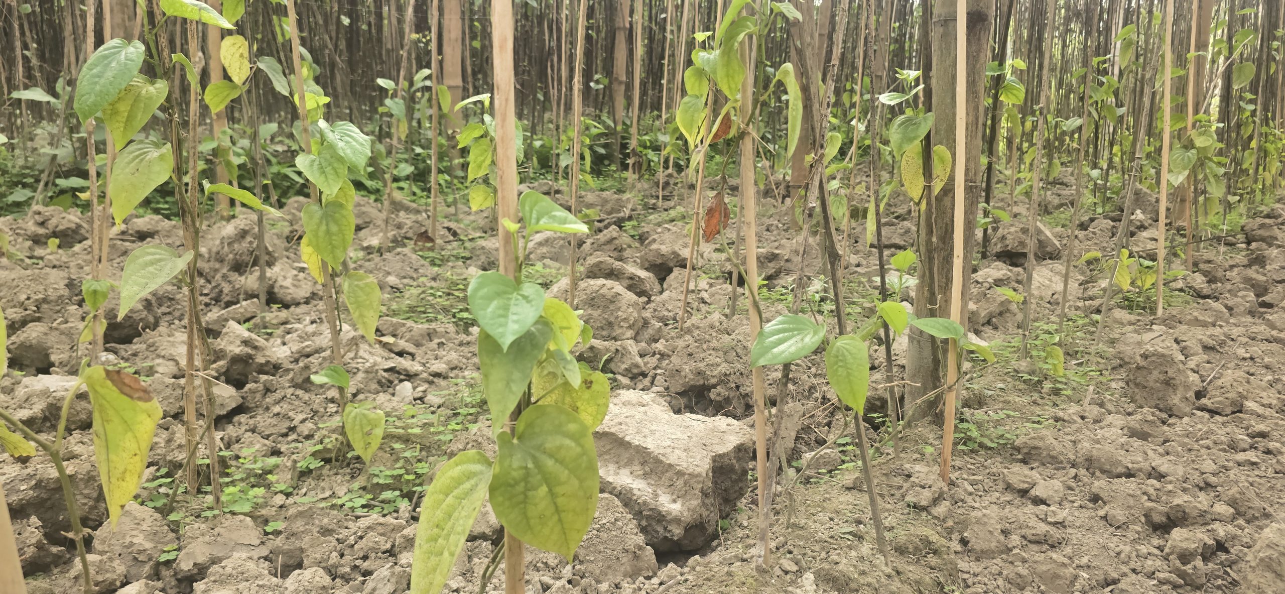 অসময় কুয়াশায় মাদারীপুরের পানের বরজে ছড়িয়ে পড়ছে রোগ, বিপাকে কৃষক
