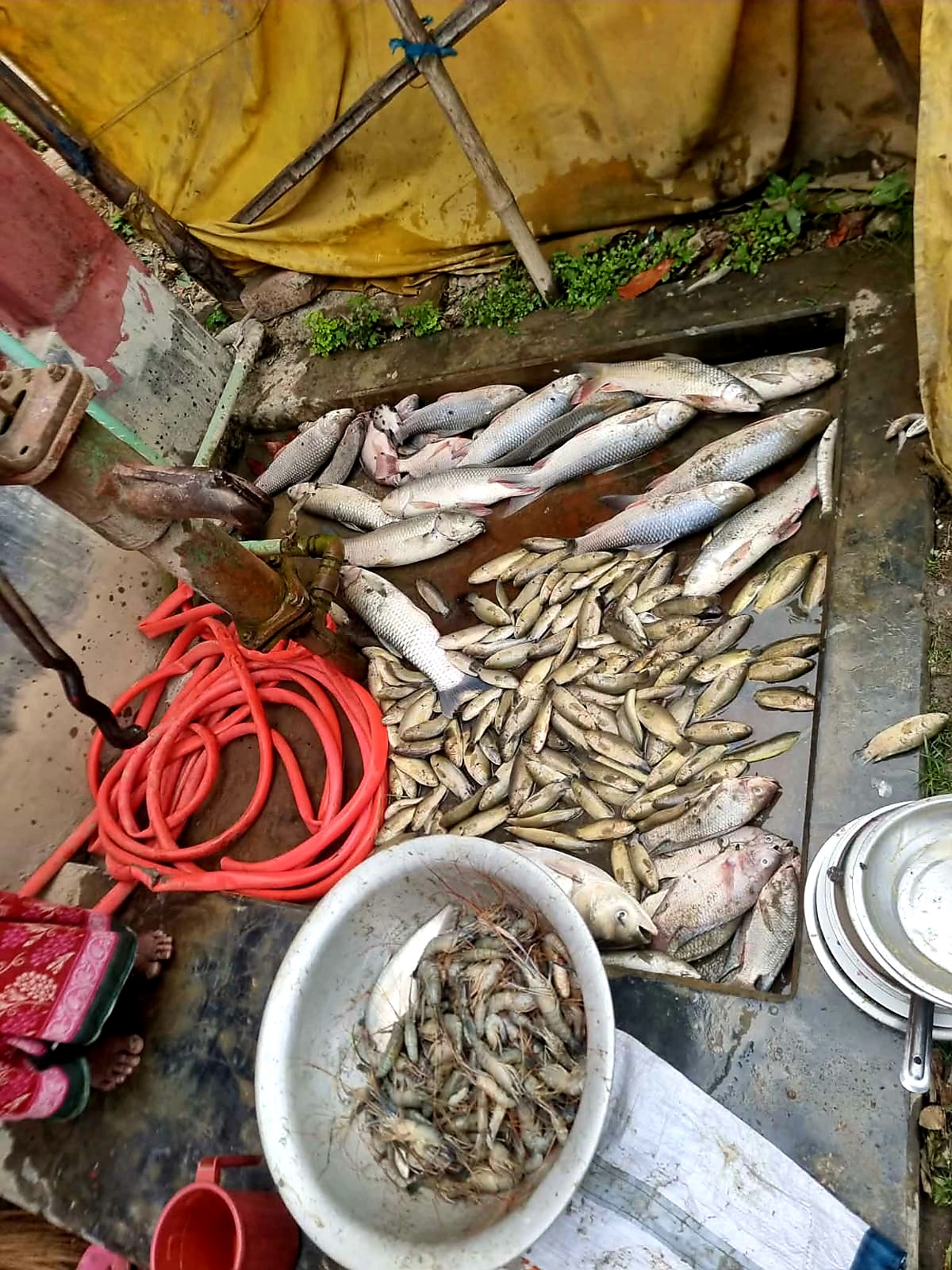 গোপালগঞ্জে বিষ প্রয়োগে লক্ষাধিক টাকার মাছ চুরির অভিযেোগ