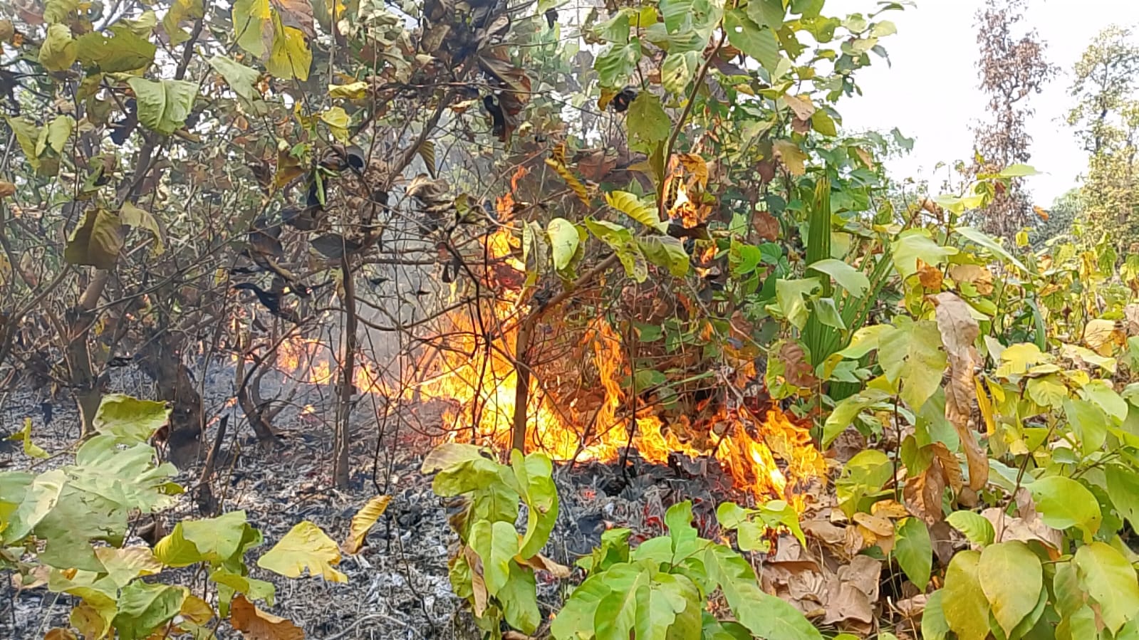 ভাওয়ালের বনে আগুন, প্রতি বছর ধ্বংস হচ্ছে বন্যপ্রাণী-উদ্ভিদ