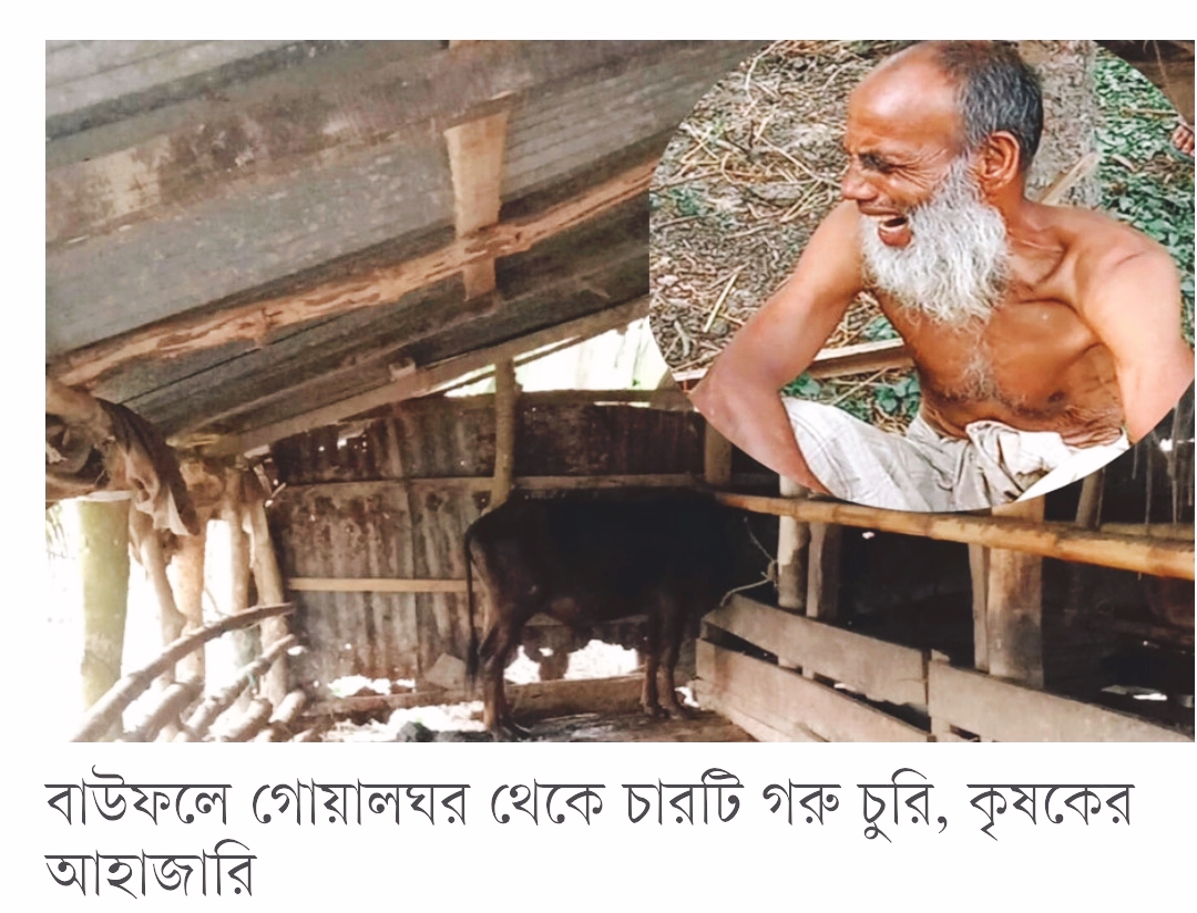 বাউফলে গরু চুরির হিড়িক