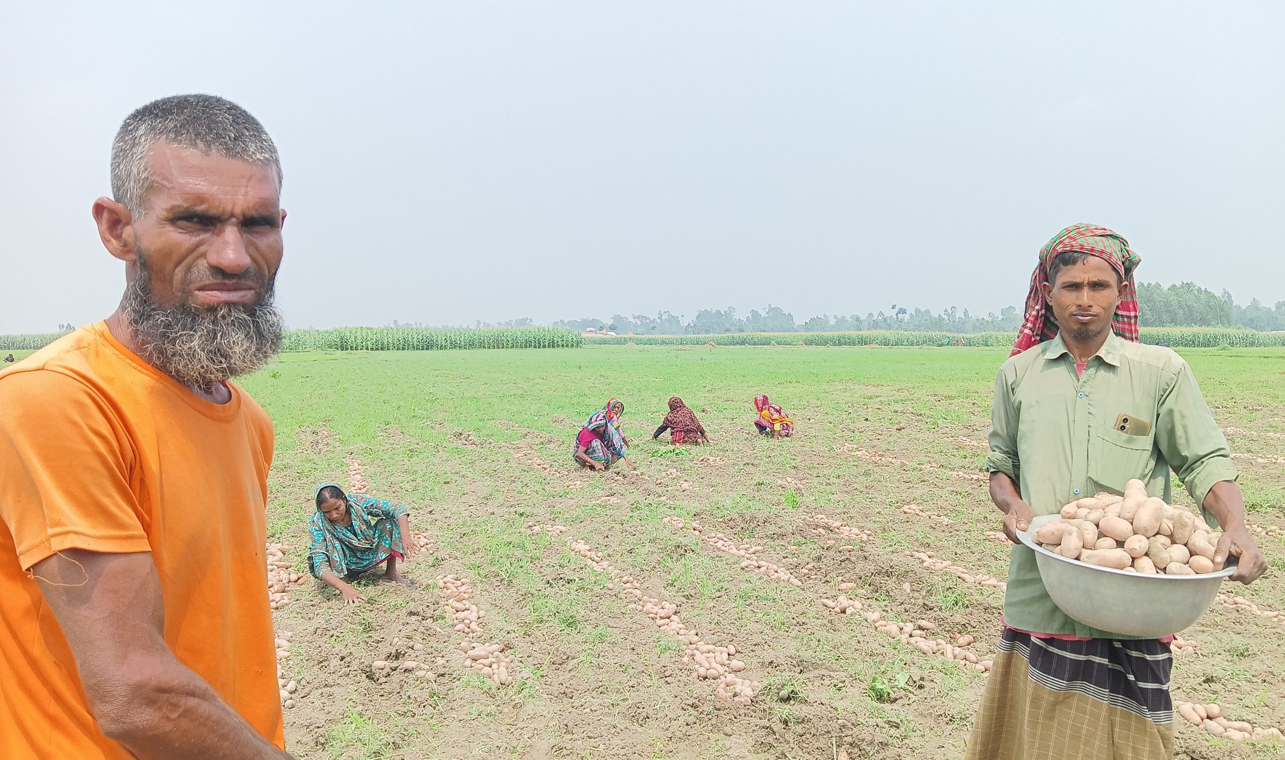 উলিপুরে জমিতে পড়ে থাকা আলুর খরচ উঠাতে হিমশিম কৃষকের