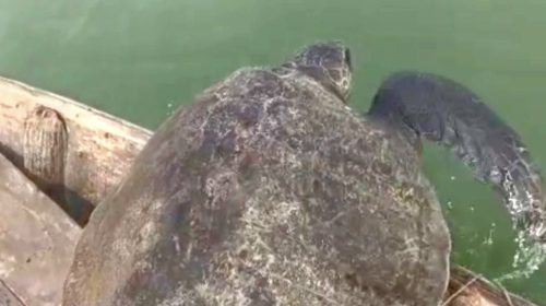 মাদারীপুরের শিবচরে ৩২ কেজি ৫’শ গ্রাম ওজনের সামুদ্রিক কচ্ছপ উদ্ধার