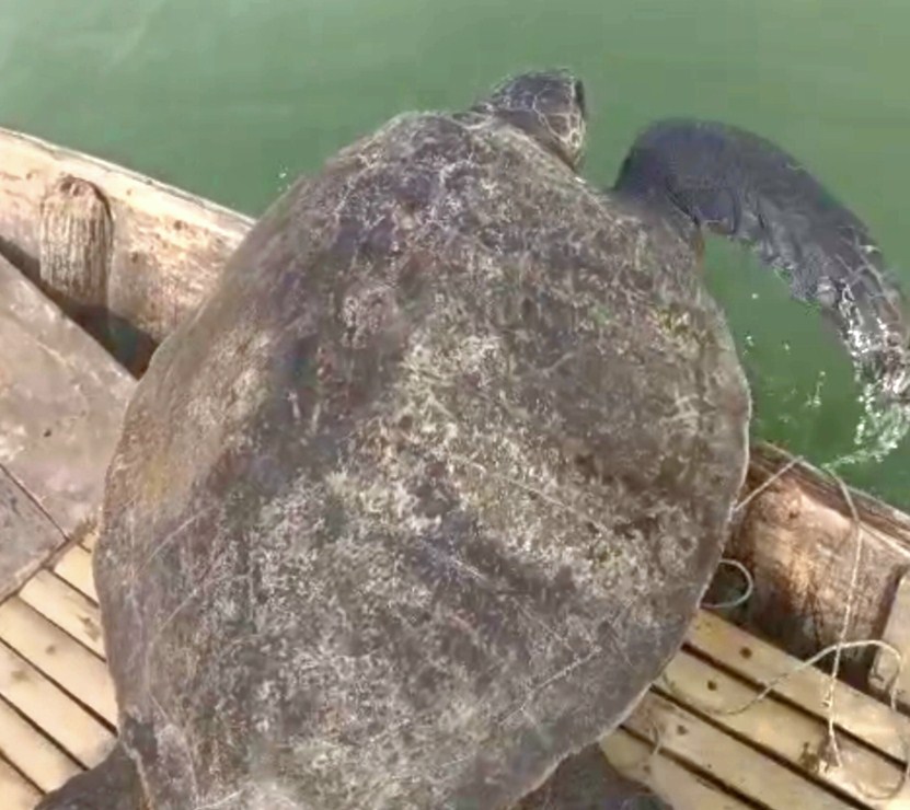 মাদারীপুরের শিবচরে ৩২ কেজি ৫’শ গ্রাম ওজনের সামুদ্রিক কচ্ছপ উদ্ধার