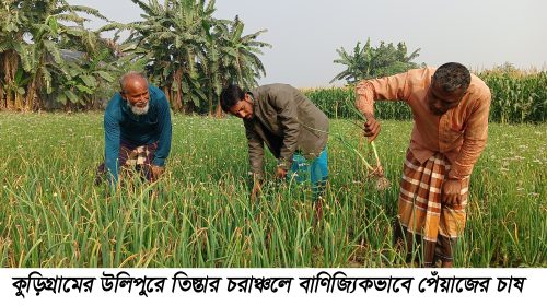 উলিপুরে বাণিজ্যিকভাবে পেঁয়াজ চাষে দ্বিগুণ লাভের সম্ভাবনা
