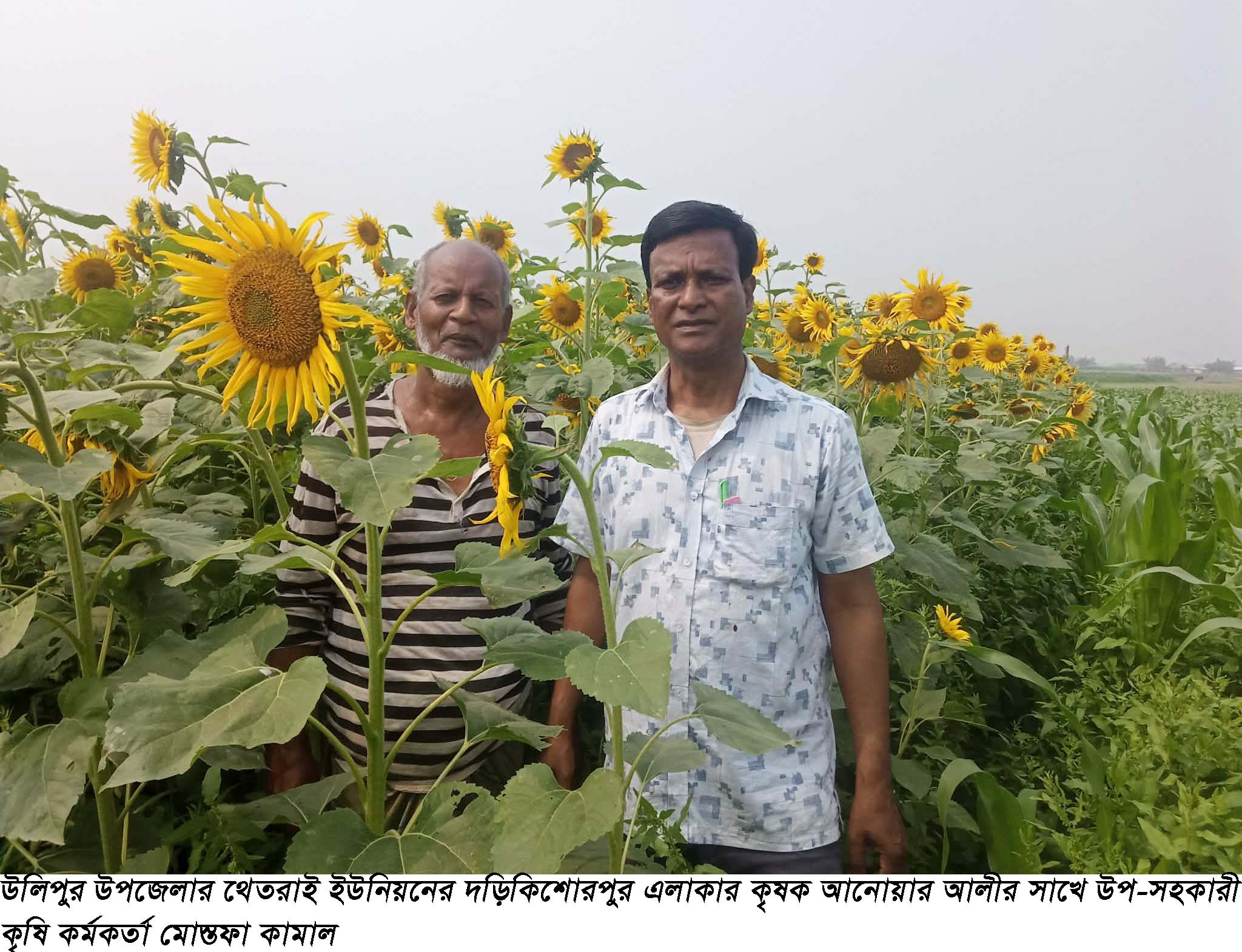উলিপুরে লাভজনক ফসল সূর্যমুখীর চাষ, কম খরচে অধিক ফলনে দ্বিগুণ লাভ
