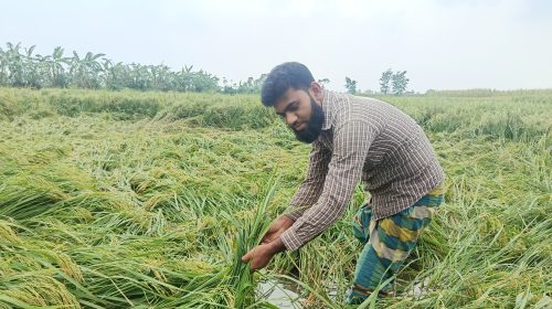 শেরপুরে বৃষ্টি-ঝড়ে ভুট্টা ও ধানের ব্যাপক ক্ষতি, হতাশ কৃষকরা