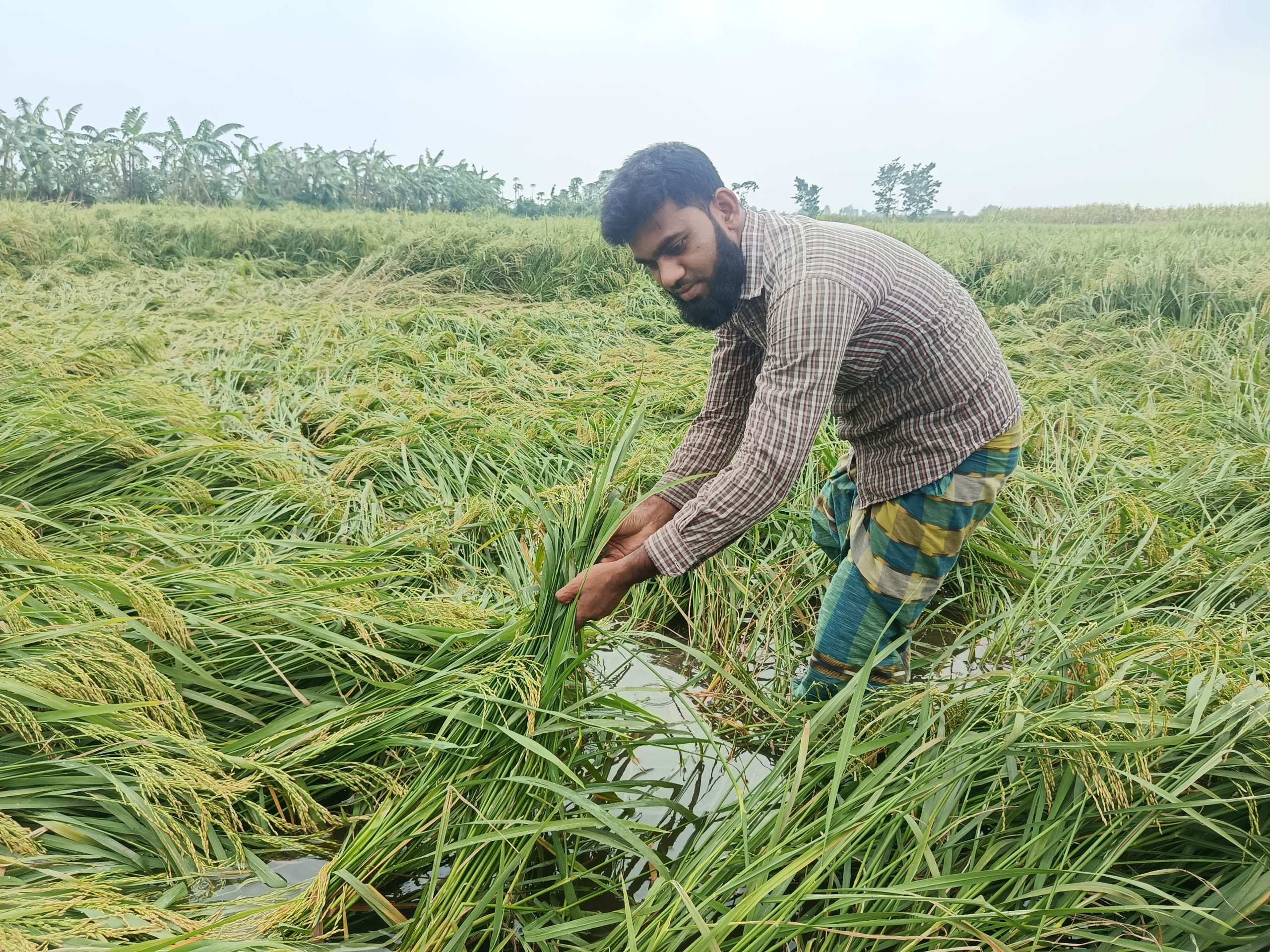 শেরপুরে বৃষ্টি-ঝড়ে ভুট্টা ও ধানের ব্যাপক ক্ষতি, হতাশ কৃষকরা