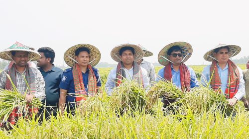 সিংড়ায় বোরো ধান কর্তন উৎসব