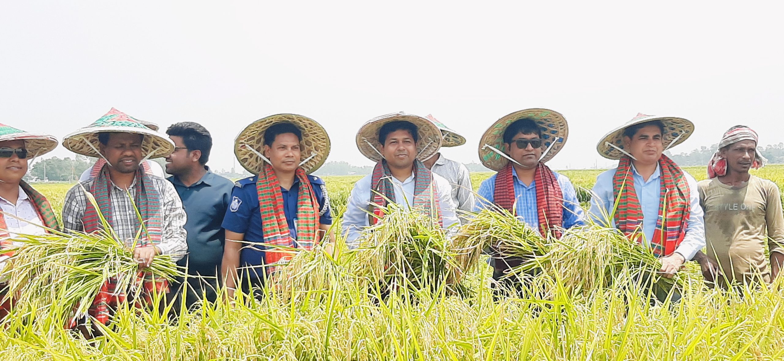 সিংড়ায় বোরো ধান কর্তন উৎসব