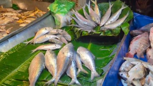 পটুয়াখালীতে আকাশচুম্বী ইলিশের দাম