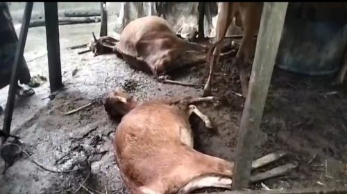 পটুয়াখালীতে বজ্রপাতে ৪ জন নিহতসহ অর্ধশতাধিক গরুর মৃত্য