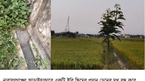 আড়াইহাজারে ইরি স্কিমের পানির ড্রেন বন্ধ করে দিয়েছে প্রভাবশালীরা, ২০০ বিঘা জমির সেচ বন্ধ!