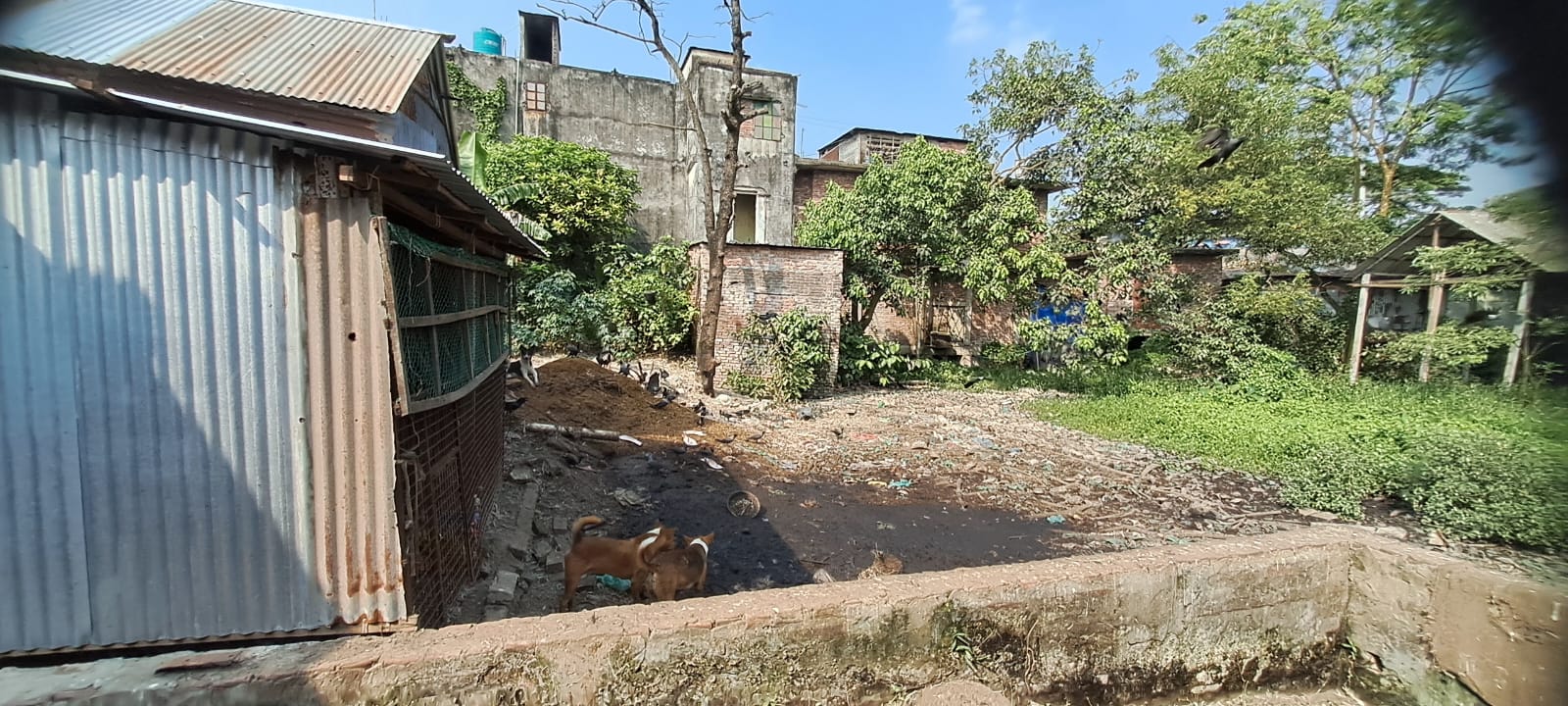 সিরাজদিখান বাজারে গরু-মুরগি-মাছ বর্জ্যের দুর্গন্ধে অতিষ্ঠ এলাকাবাসী